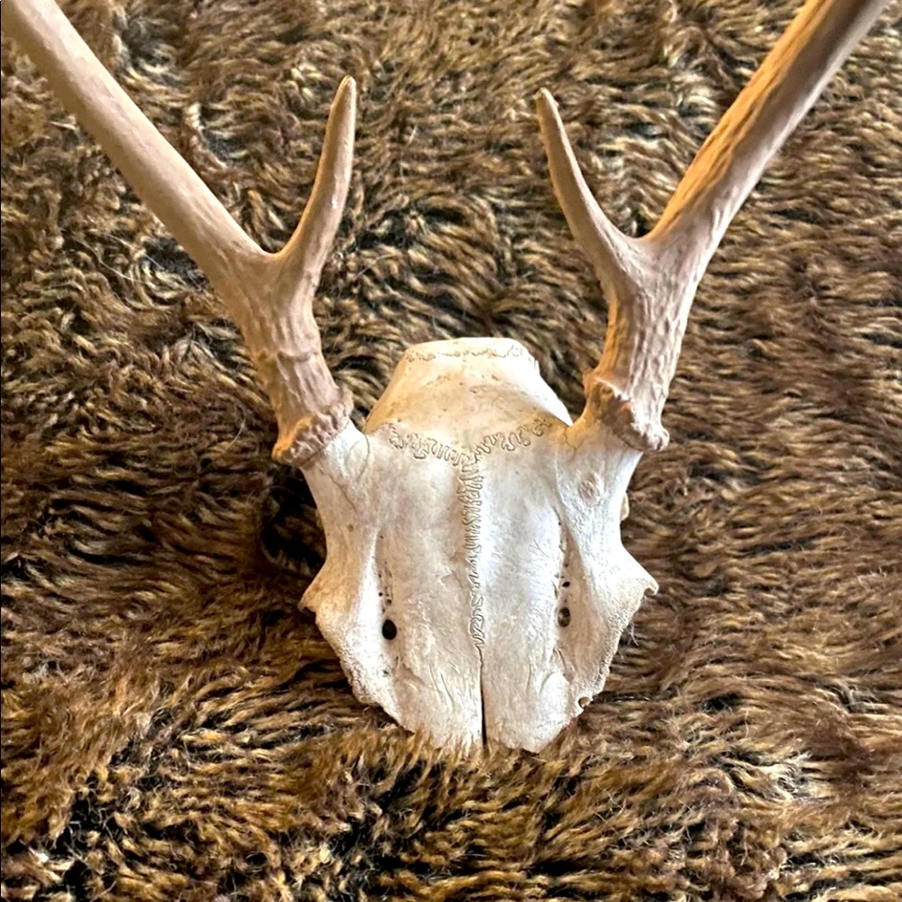Deer Antlers with Skull